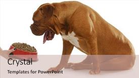  Presentation with waiting - Colorful theme enhanced with barf - dog being fed - dogue backdrop and a coral colored foreground