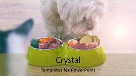  Presentation with dog food - Colorful slide set enhanced with barf - little dog maltese eating natural backdrop and a gold colored foreground