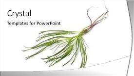  Presentation with fresh water splash green apple isolated white - Colorful PPT layouts enhanced with barilla - fresh saltwort on white background backdrop and a white colored foreground