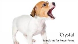  Presentation with russell - Amazing PPT layouts having jack russell terrier puppy isolated backdrop and a white colored foreground