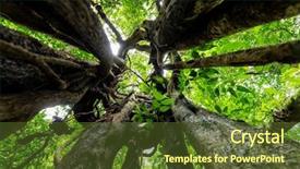  Presentation with dynamic - Presentation enhanced with bark of a ficus tree background and a tawny brown colored foreground