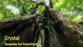  Presentation with dynamic - Beautiful PPT layouts featuring bark of a ficus tree backdrop and a wine colored foreground