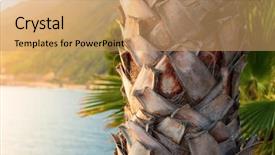  Presentation with palm tree - Colorful slide deck enhanced with bark of a palm backdrop and a coral colored foreground