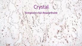  Presentation with birch bark - Audience pleasing PPT theme consisting of bark of birch backdrop and a sky blue colored foreground