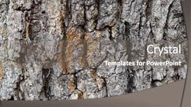  Presentation with close up of bark - PPT theme enhanced with bark of pine tree close background and a gray colored foreground