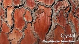  Presentation with pine - Cool new presentation design with bark of pine tree close backdrop and a tawny brown colored foreground