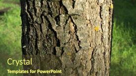  Presentation with oak tree - Audience pleasing presentation theme consisting of bark-texture-oak-holm-tree backdrop and a tawny brown colored foreground