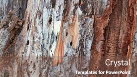  Presentation with tree - Beautiful presentation featuring bark-texture-of-a-tree backdrop and a tawny brown colored foreground