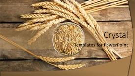  Presentation with rustic wood wooden frame - Audience pleasing PPT theme consisting of barley - malt in glass and spikes backdrop and a coral colored foreground