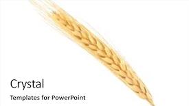  Presentation with ripe golden potato on white - Slide set enhanced with barley - ripe spikelet on white background background and a white colored foreground