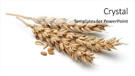  Presentation with ear - Slides having barley - wheat ear isolated on white background and a white colored foreground
