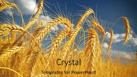  Presentation with wheat - Beautiful PPT layouts featuring barley - wheat field against a blue backdrop and a gold colored foreground