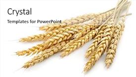  Presentation with wheat - Cool new slides with barley - wheat on the white background backdrop and a white colored foreground