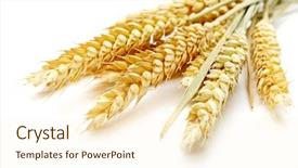  Presentation with wheat - Presentation enhanced with barley - wheat on the white background background and a cream colored foreground