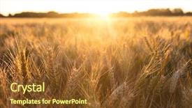 Presentation with crops - Slide set featuring barley crops growing on farm background and a tawny brown colored foreground