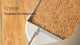  Presentation with brew - Colorful PPT layouts enhanced with barley-dry-malt-beans-ready backdrop and a yellow colored foreground