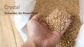  Presentation with brew - Beautiful PPT theme featuring barley-dry-malt-beans-ready backdrop and a coral colored foreground