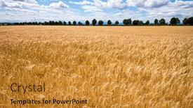  Presentation with agriculture field - PPT layouts having barley-field-in-agriculture background and a gold colored foreground