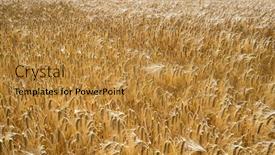  Presentation with agriculture field - Presentation theme consisting of barley-field-in-agriculture background and a gold colored foreground