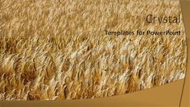  Presentation with agriculture field - Slide deck having barley-field-in-agriculture background and a yellow colored foreground