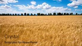  Presentation with agriculture field - Cool new slide deck with barley-field-in-agriculture backdrop and a gold colored foreground