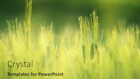  Presentation with field - Presentation featuring barley-field-in-sunset-time background and a yellow colored foreground