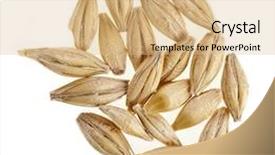  Presentation with seed - Amazing PPT theme having barley grain seed close up backdrop and a coral colored foreground