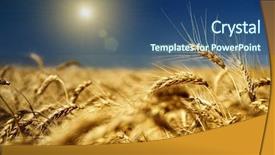  Presentation with blue gold - Presentation theme having barley grass - gold wheat and blue sky background and a ocean colored foreground