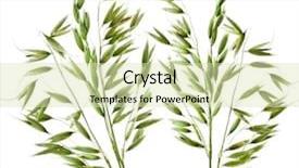  Presentation with green pea plant - Presentation design consisting of barley grass - green oats plant isolated background and a soft green colored foreground