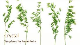  Presentation with oat - PPT layouts having barley grass - green panicles of oat background and a cream colored foreground