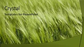  Presentation with windy weather - Cool new PPT theme with barley grass - green wheat and windy weather backdrop and a yellow colored foreground
