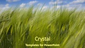  Presentation with summer wheat field blue - Slides enhanced with barley grass - green wheat field and blue background and a tawny brown colored foreground