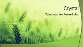  Presentation with rural india paddy field green - Audience pleasing PPT theme consisting of barley grass - green wheat field backdrop and a soft green colored foreground