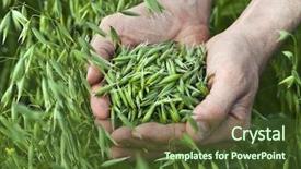  Presentation with harvest - Beautiful theme featuring barley grass - handful of ripe green oats backdrop and a tawny brown colored foreground
