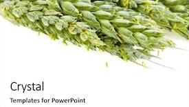  Presentation with white green - Presentation with barley grass - stalks of young green wheat background and a  colored foreground