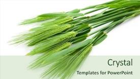  Presentation with wheat - Audience pleasing PPT layouts consisting of barley grass - wheat isolated on white backdrop and a seafoam green colored foreground