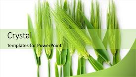  Presentation with wheat bran - Presentation having barley grass - wheat strands isolated on white background and a yellow colored foreground