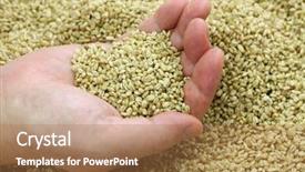  Presentation with aspergillus - Colorful PPT layouts enhanced with barley koji whole grain barley backdrop and a coral colored foreground