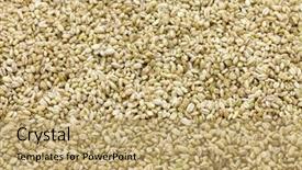  Presentation with aspergillus - Audience pleasing theme consisting of barley koji whole grain barley backdrop and a coral colored foreground