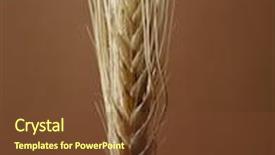  Presentation with brown - Beautiful presentation featuring barley-seedhead-on-brown-background backdrop and a tawny brown colored foreground