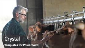 Presentation with livestock - Audience pleasing presentation consisting of barn checking on livestock backdrop and a dark gray colored foreground