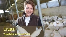  Presentation with barn - Colorful PPT theme enhanced with barn holding bottles of milk backdrop and a tawny brown colored foreground