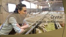  Presentation with sheep - Beautiful slide deck featuring sheeps - breeder in barn looking backdrop and a coral colored foreground