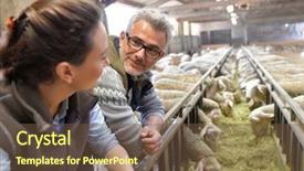  Presentation with barn - PPT theme with farm city - couple of breeders in barn background and a tawny brown colored foreground