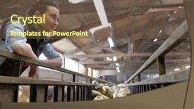  Presentation with barn - Colorful slide set enhanced with barn looking at sheep backdrop and a tawny brown colored foreground