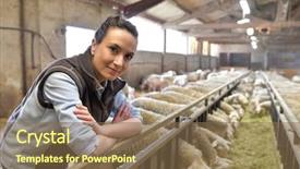  Presentation with barn - Audience pleasing PPT theme consisting of livestock - breeder in barn looking backdrop and a violet colored foreground