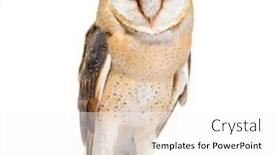  Presentation with barn - PPT theme featuring barn-owl-facing background and a white colored foreground
