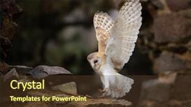  Presentation with barn - Beautiful PPT theme featuring barn owl flying in old backdrop and a tawny brown colored foreground