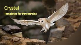  Presentation with barn - Audience pleasing presentation design consisting of barn owl flying in old castle ruins in morning houres backdrop and a tawny brown colored foreground