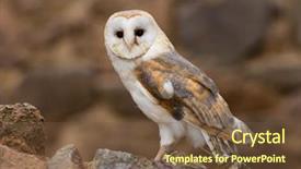  Presentation with barn - Slides having barn owl in old castle ruins in morning houres background and a tawny brown colored foreground